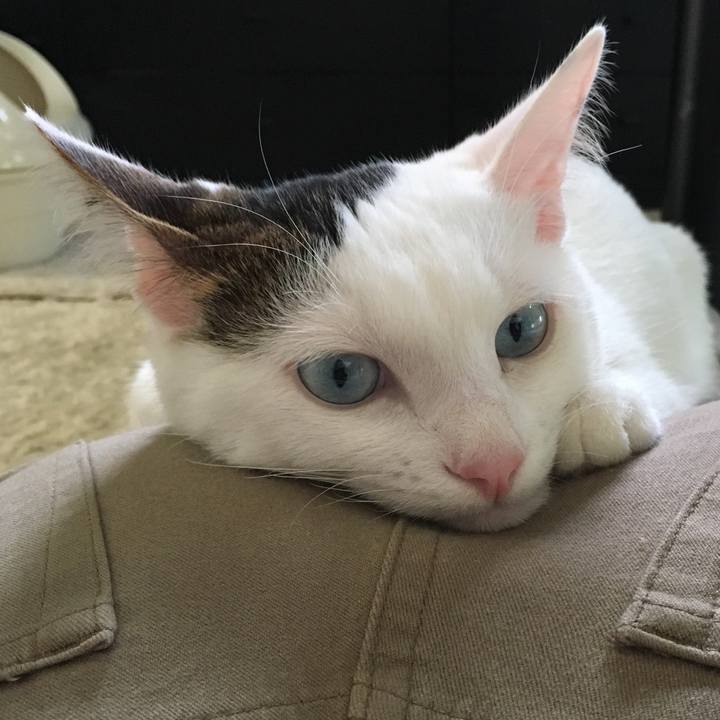 53215a15 fb56 4415 a1c4 4dcb605fdc25