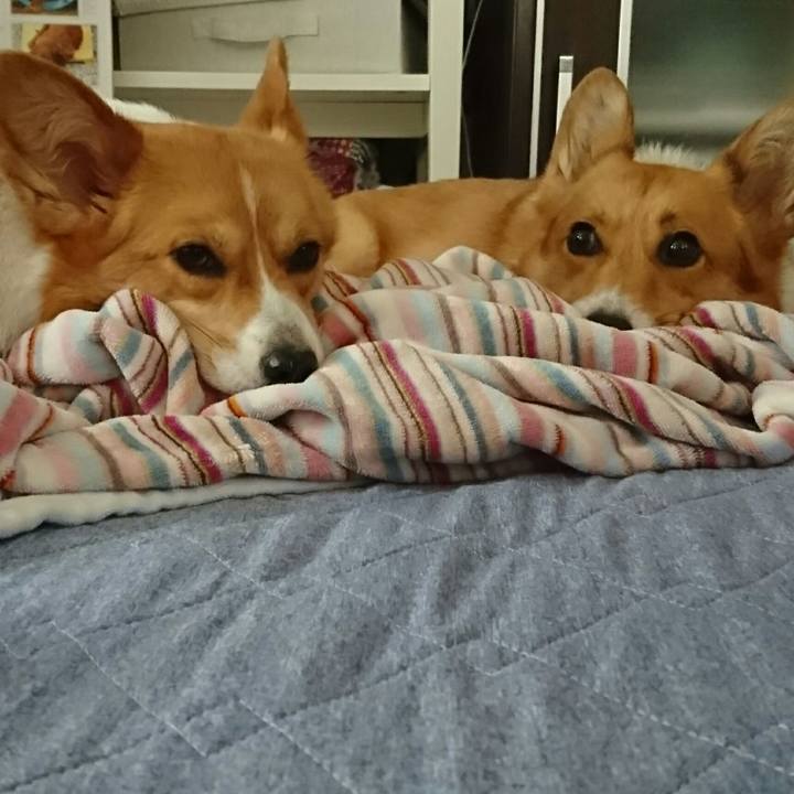 532e8be6 e723 4a6a 88a0 61076bbefea3