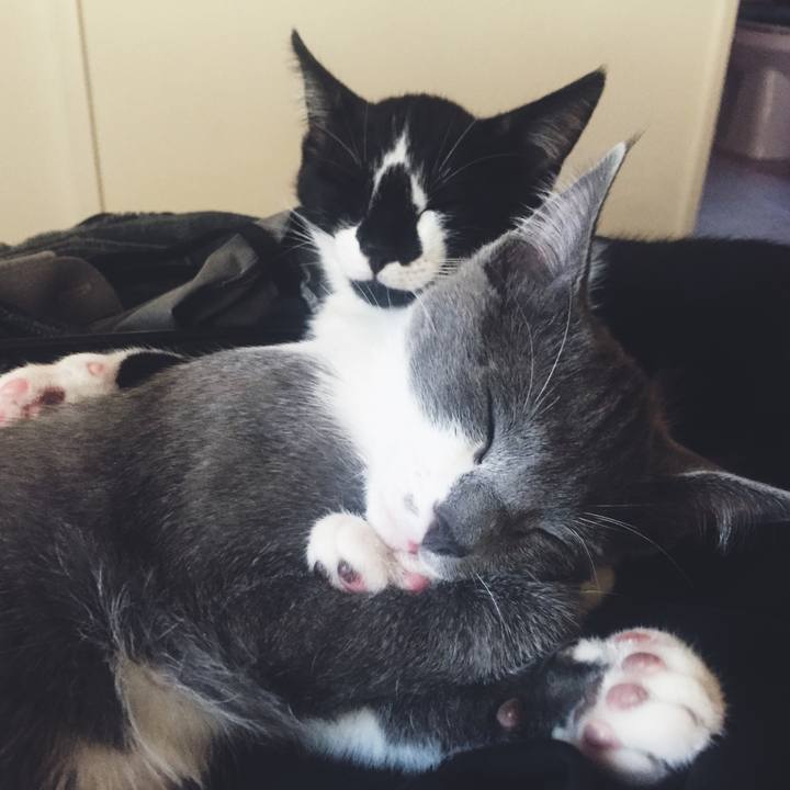 53321e36 4e93 4cd2 a613 af2aae385565