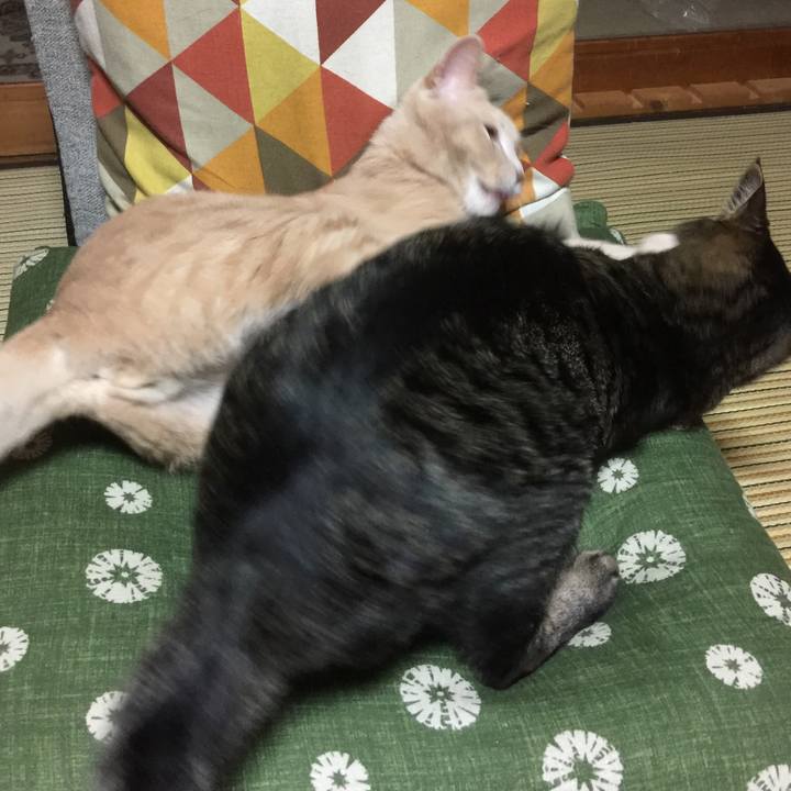 533ab3b6 e3e3 420a bb8d aaa2282d4240