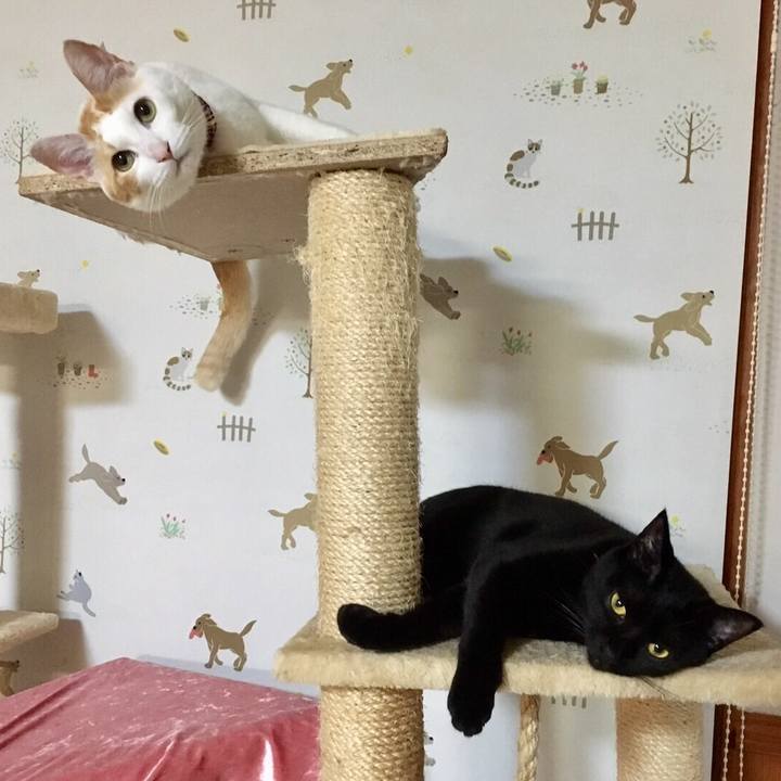 53508c1a 4689 47e5 961b 5e292cefc3f1