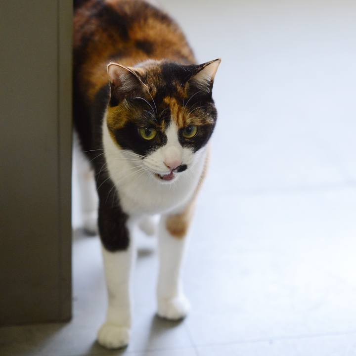 5352d51e 9d55 4f4e b1a6 73fb3b4338ee