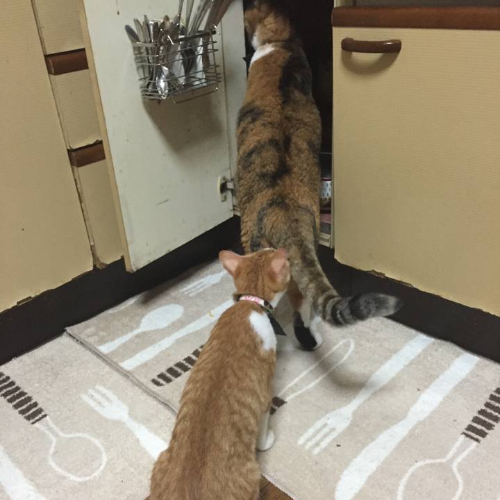 5368d960 001c 45ae 9adf c3d842f8601b