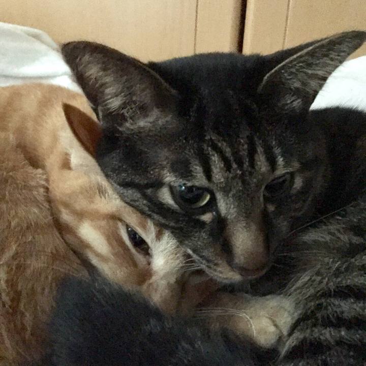 536c4b7b 61ff 4da8 b8c5 6646b62502b9