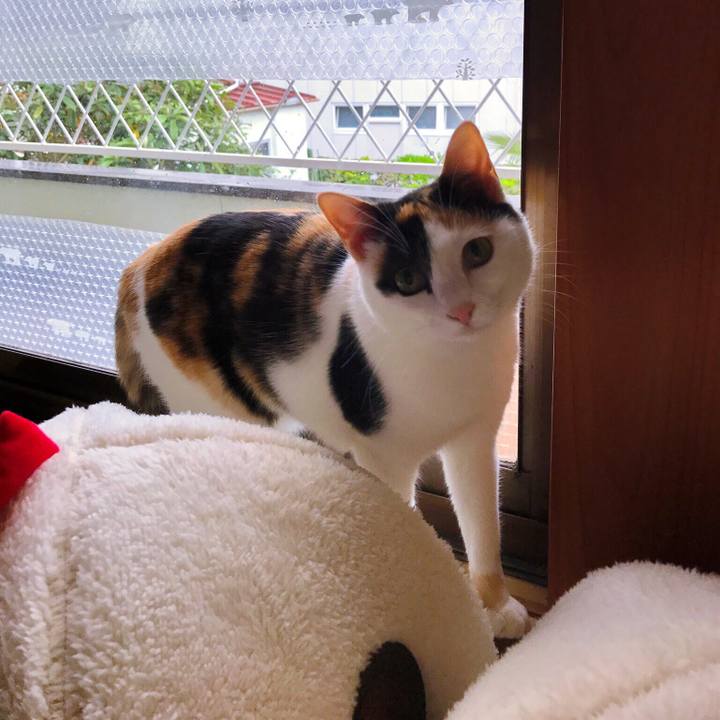 53754307 9faf 4da6 90ce 69652ddac251