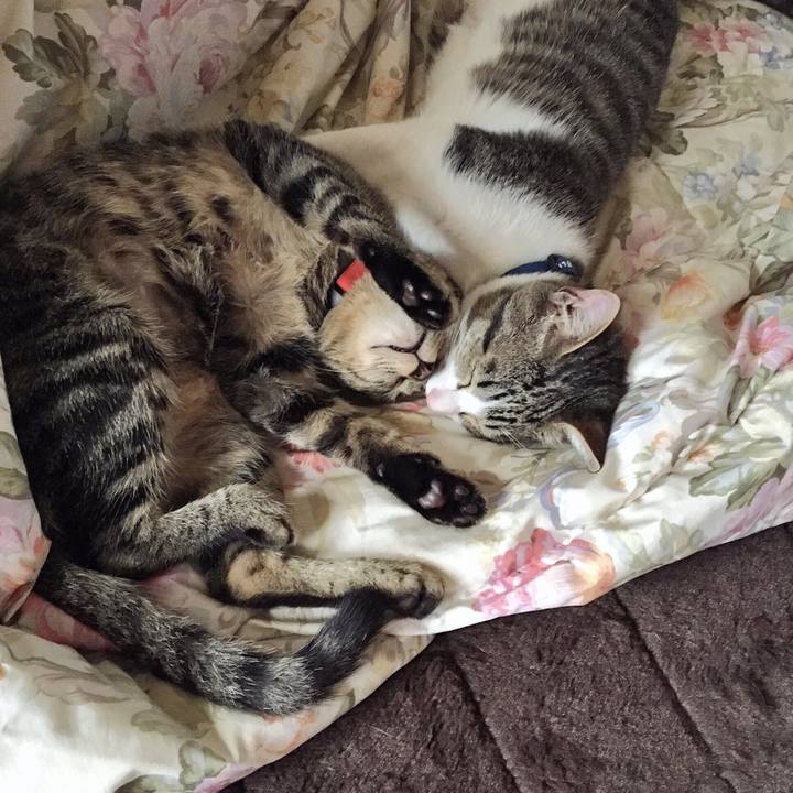 537a6630 7988 429a aa2a 51ea385f1c08