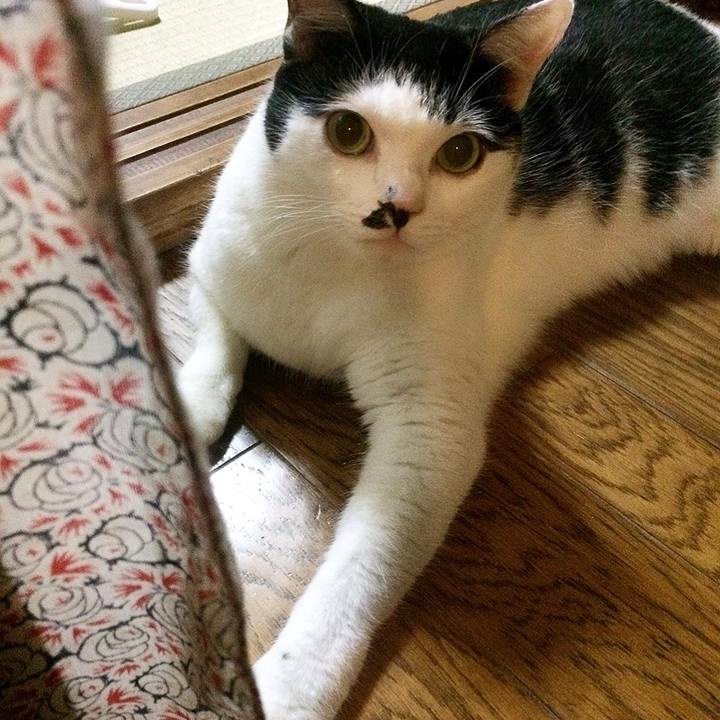 537cae6a e551 4c3a bb26 25633f04e209