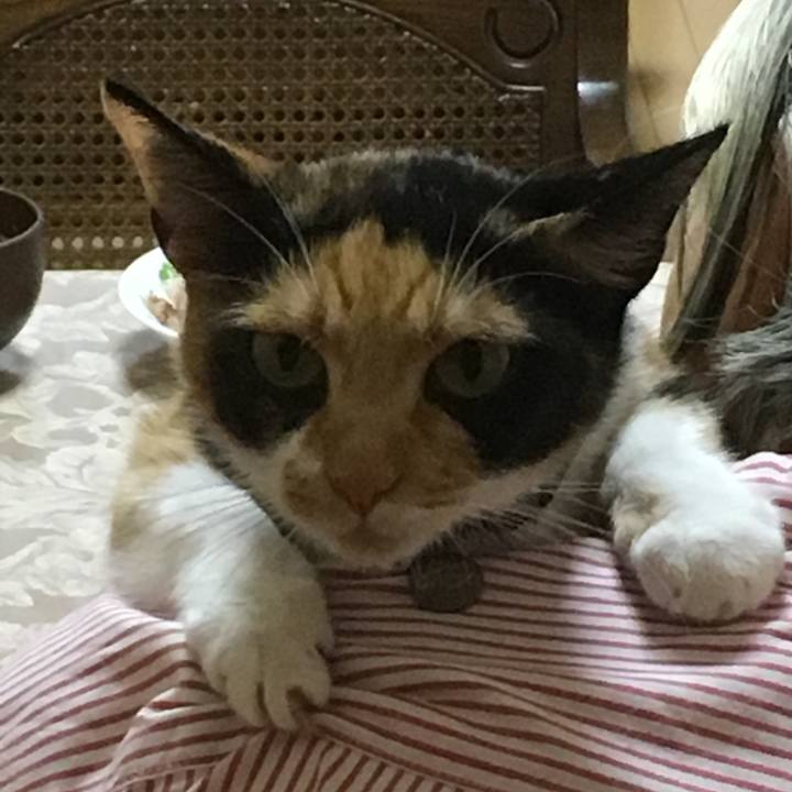 538d0663 c31f 475d 9a19 37a8a1b2b6f3