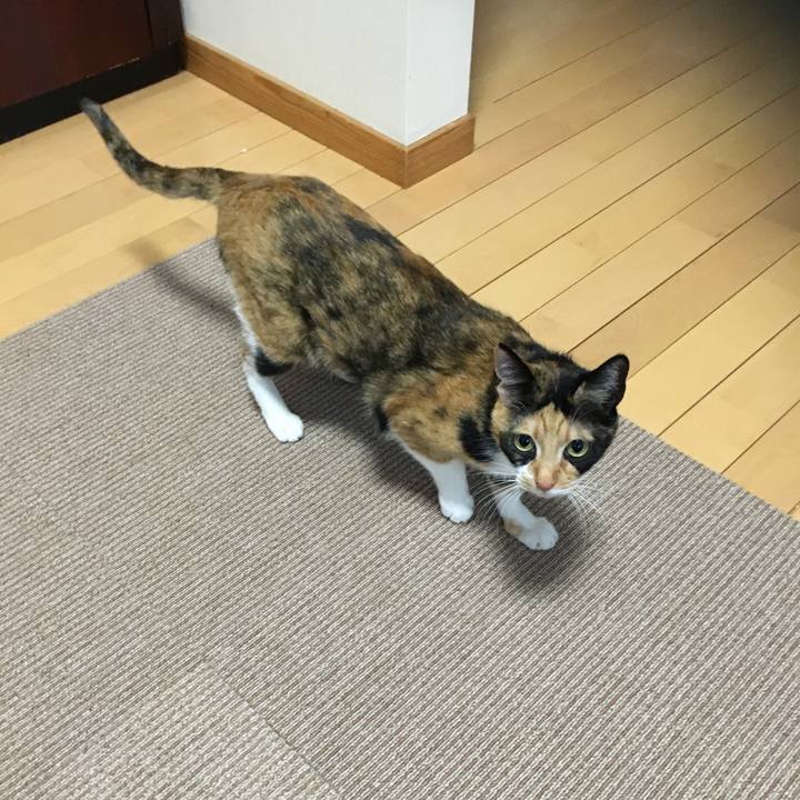 5398b2e0 85dc 4bbf a8b9 041b40ac5436