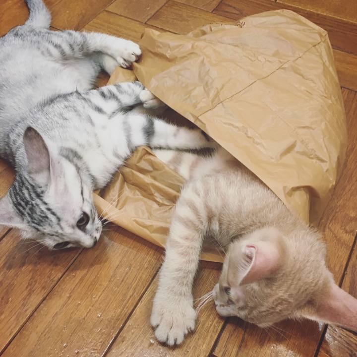 539f5095 4897 452c bd30 747431b1269a