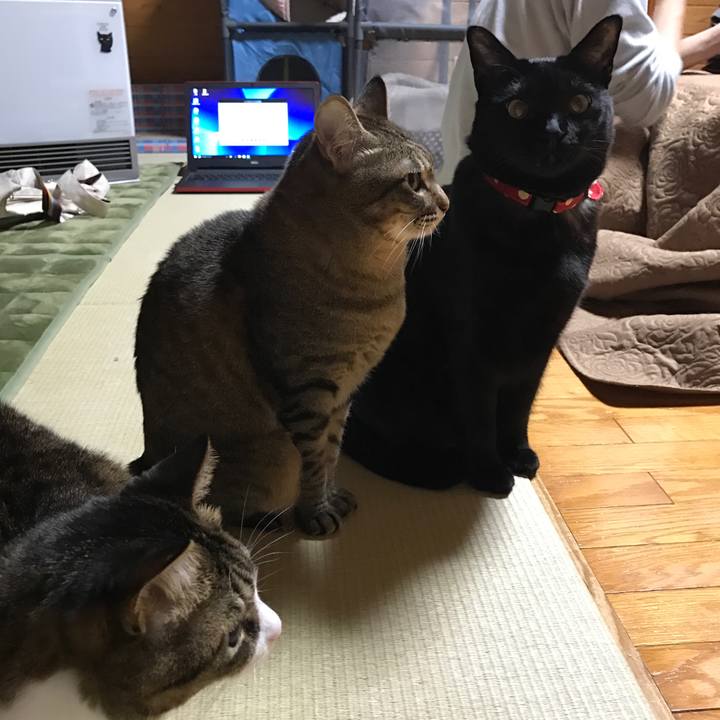 53a1f10a 3b65 4a9e b986 b49670d356c3