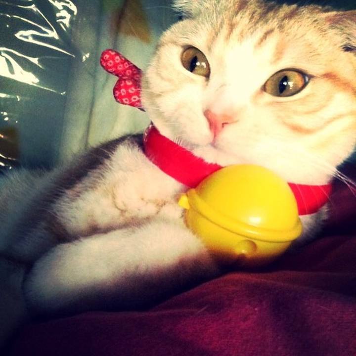 53a39093 11b0 492f ad60 6ba43e234d1f