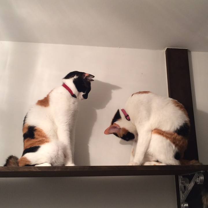 53a39b85 0266 4b66 9bb2 7cb7bd04487f