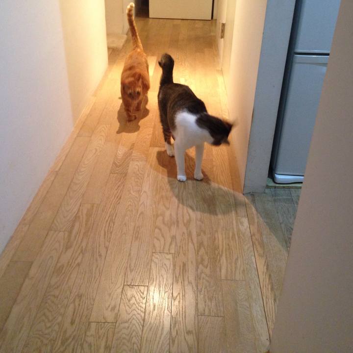 53bcd9ea c8c4 4925 ac38 7cb26d719748