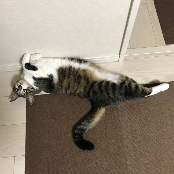 53e4c90a 34c8 4596 969a 79680c1a0537