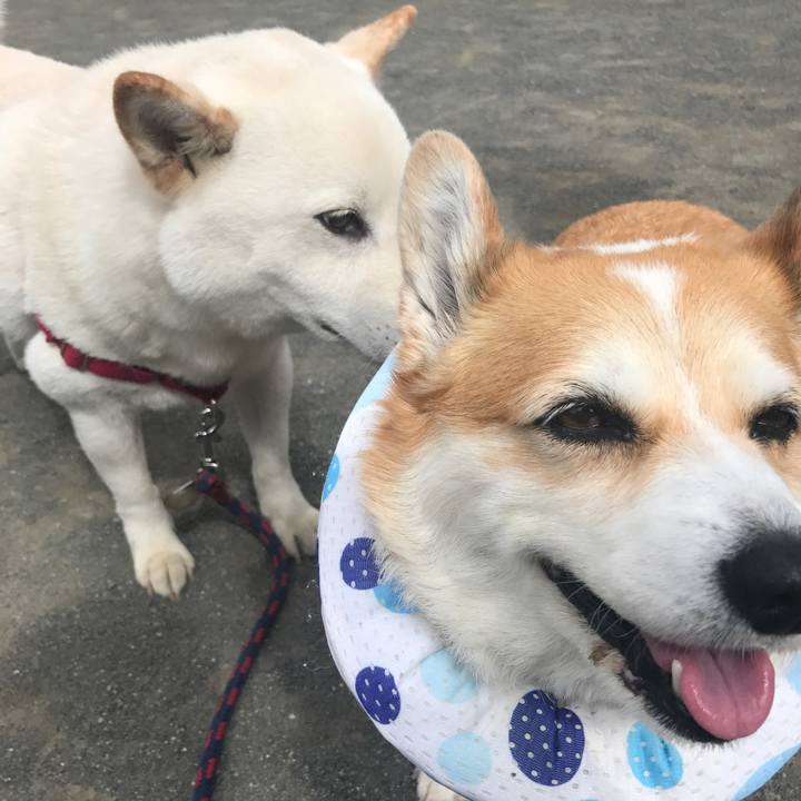 53e689c9 b80b 4ded 968b c7a661e82485