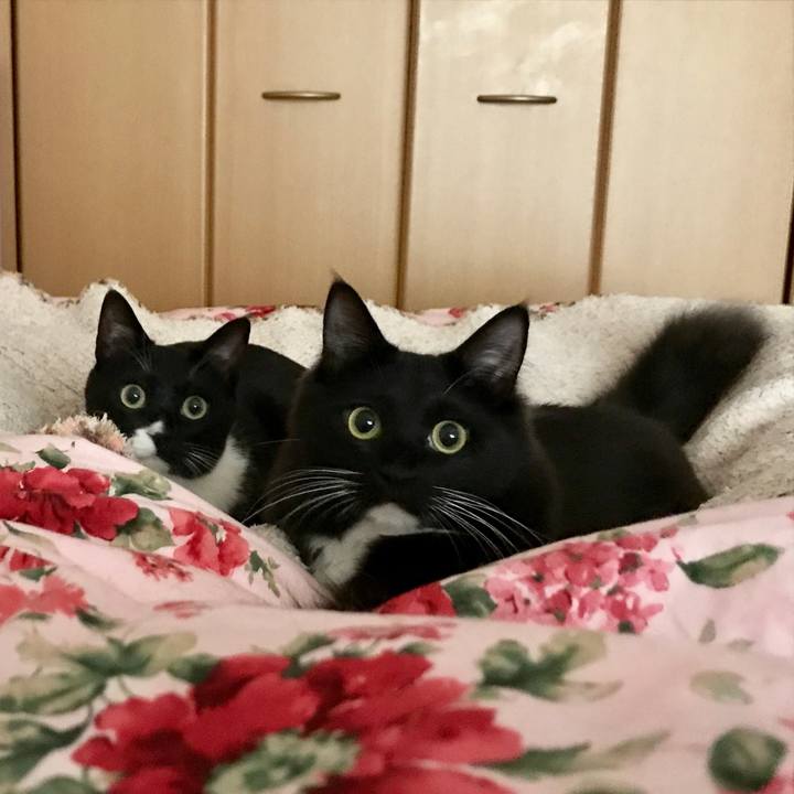 53ea08f4 29dd 4cdb 81ea 20b020223f70