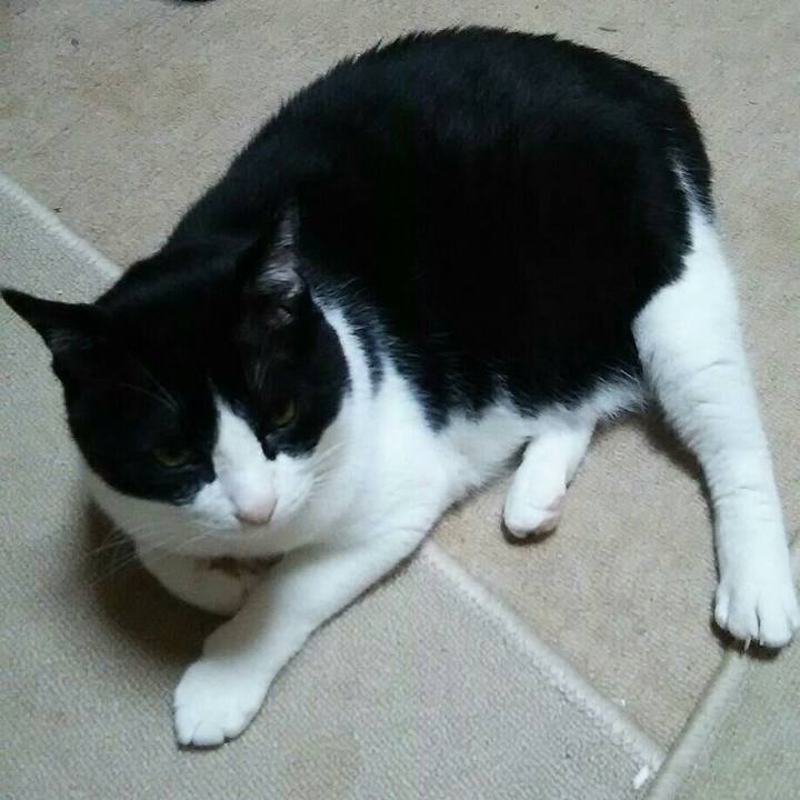 53ec0ffe c349 40dc 98ea b39fa4d0323a