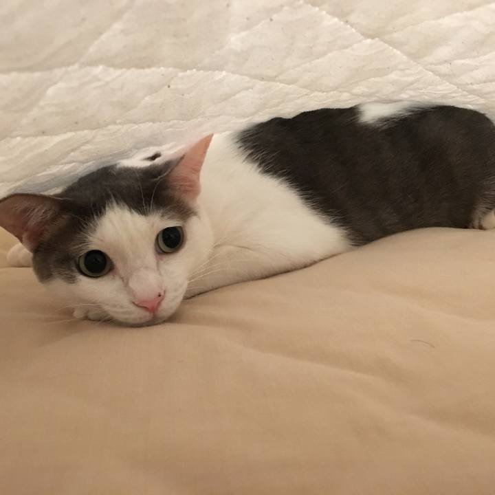 53fb92e6 1943 4dac 942d 821f48fdf804