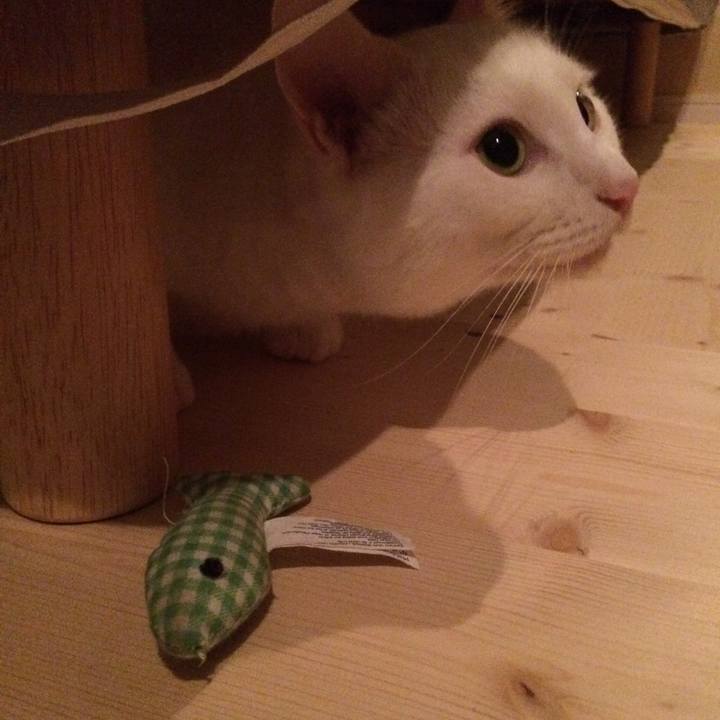 53fd0e31 ea67 4c0c ba92 db793fb8faef