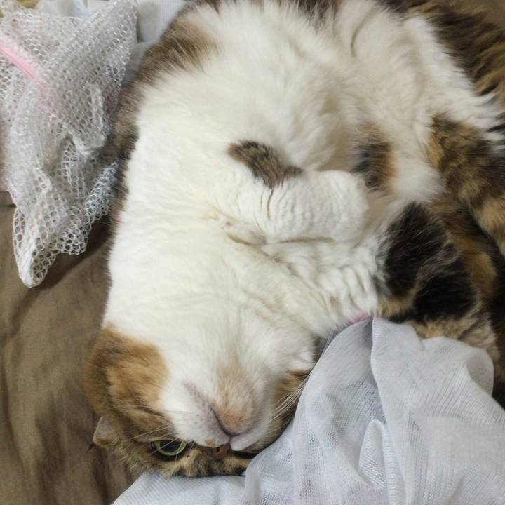 5407deee b365 4642 b26f 4025b4a903db