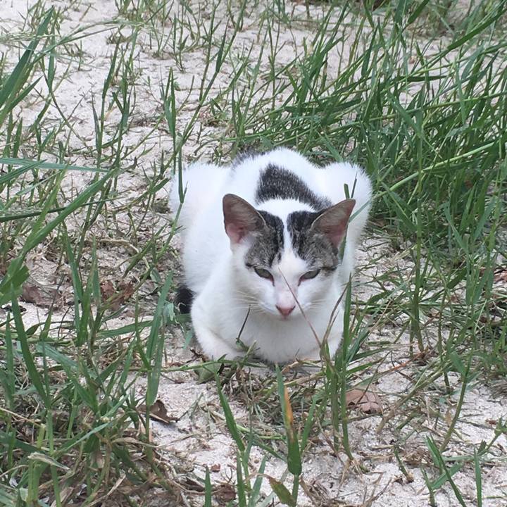 5412a5c1 d15b 45a0 a913 fe0606182062