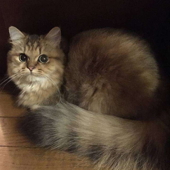 541fd863 580c 4a5c 880a bd903dc870d0