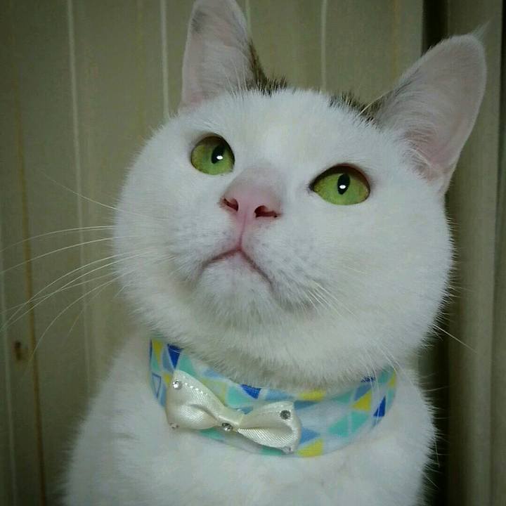 54225e8d 1136 425f a02a c2ba635c1090