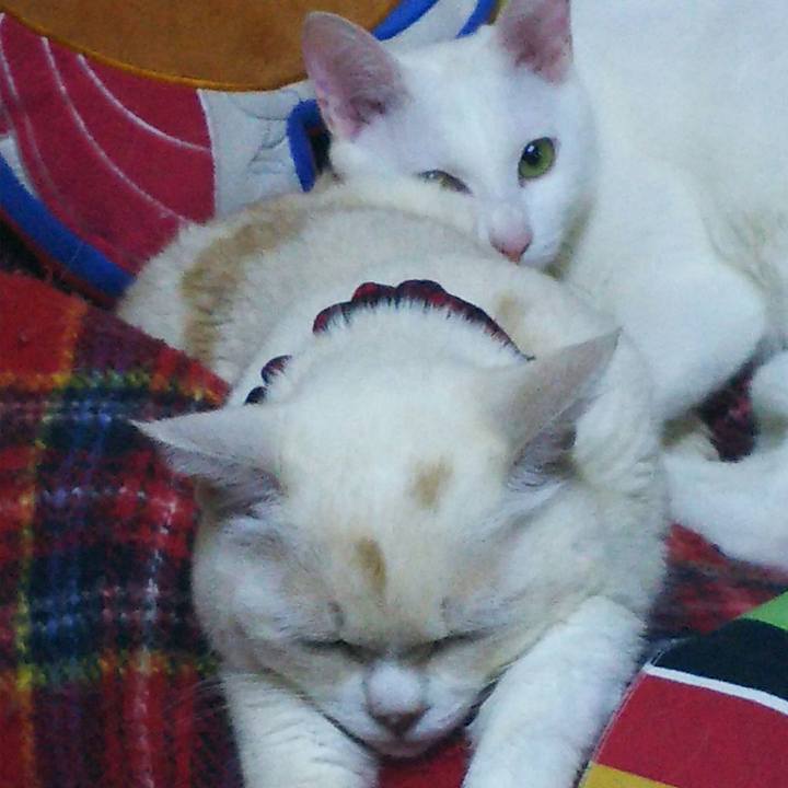 54254f9d f654 45c3 a96c aa62a29fcd6e