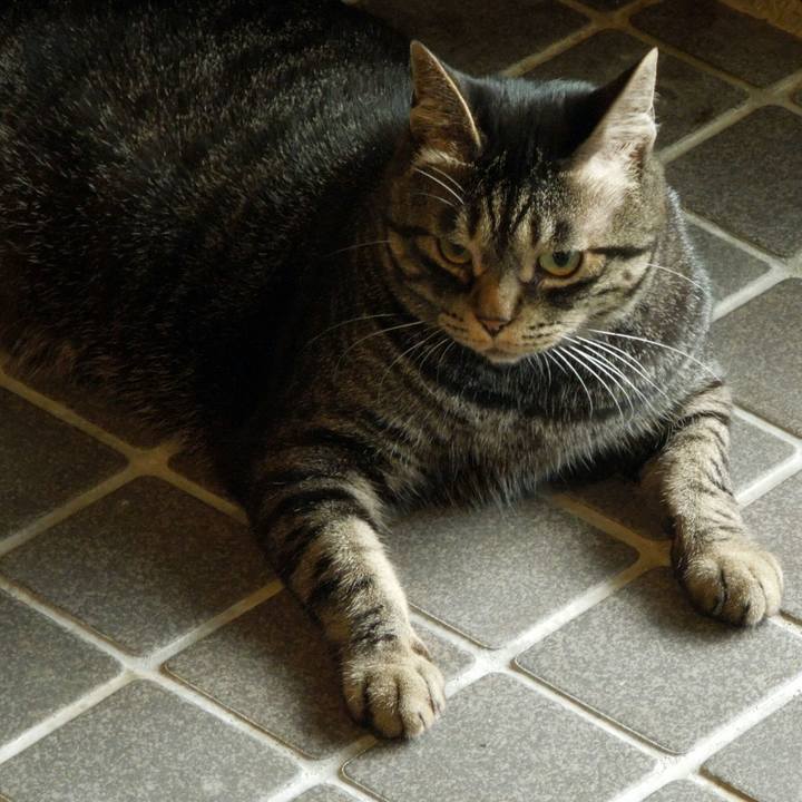 54428776 34a3 4a92 8c16 722f4c6f70f6