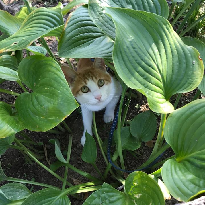 5448d07e cf60 4cd0 a88b 7fc9dc9f4912