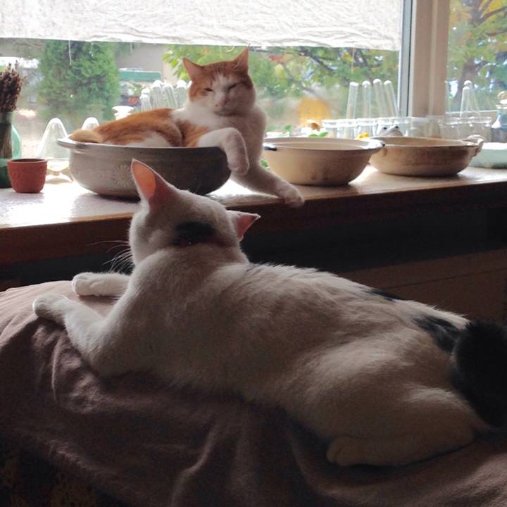 545274b5 8a72 410b 946f 0509c2db2b61