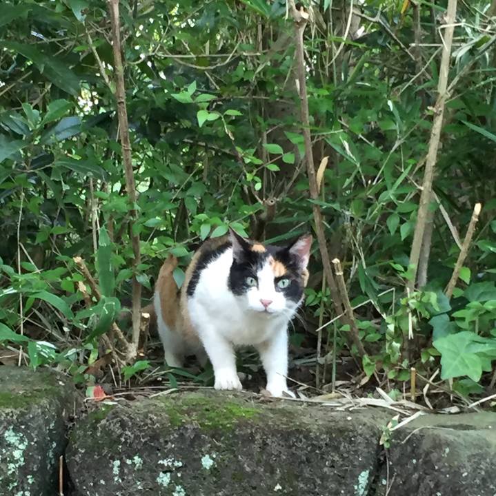 54551a62 1728 44cf 80b5 047aa056ead4