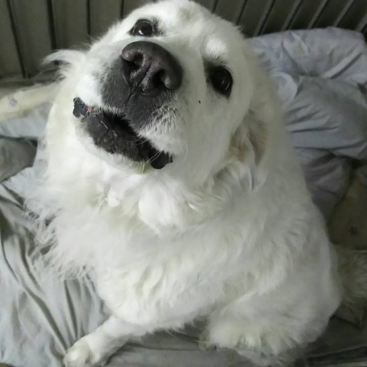 547066a7 70db 4cbe 80f3 253e2057a4d3