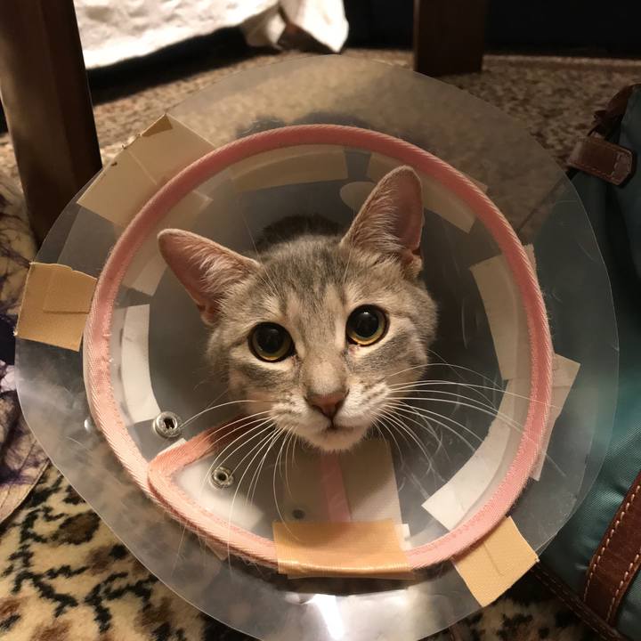 5477e775 f072 4ad4 86ef c3ace3772a57