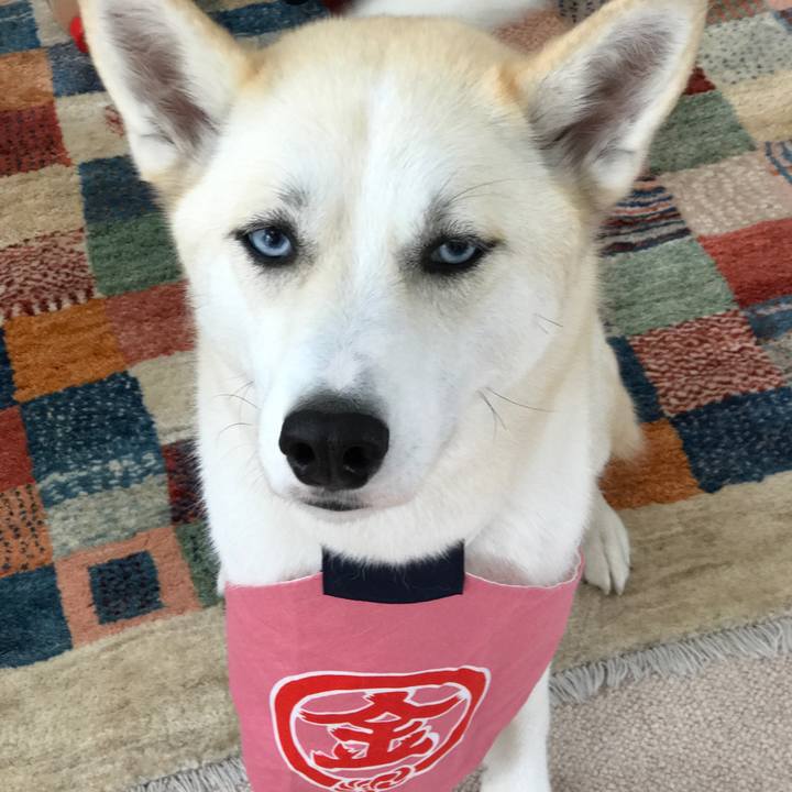 547dc2f7 ea81 4bf8 8df5 81c2931e779d