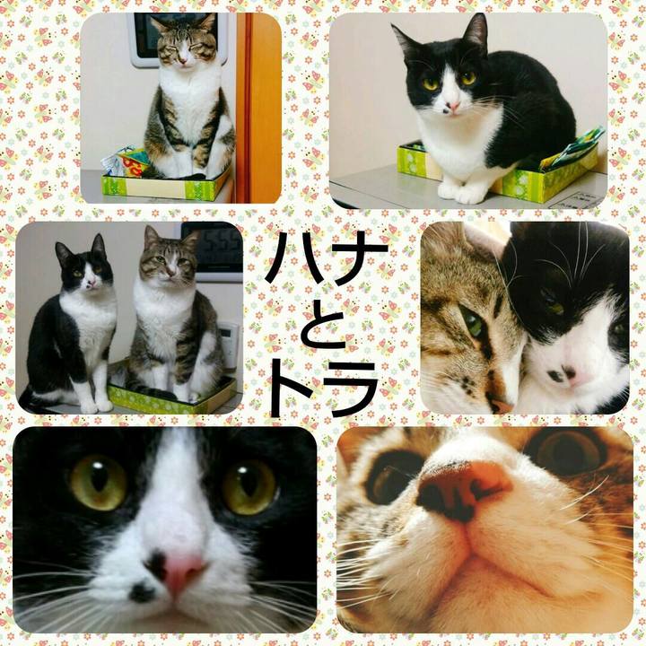 5483bf6a fca9 4abe b3a7 4bd776325283
