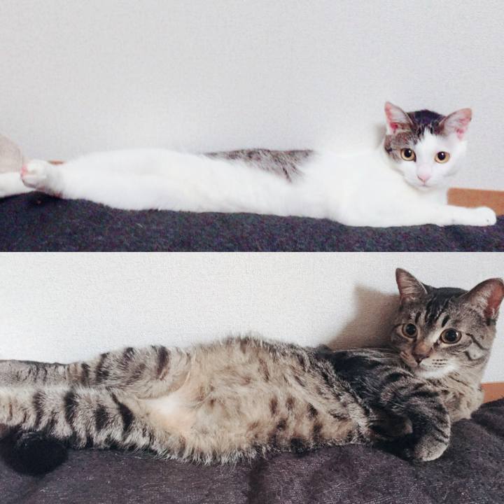 54858522 d8ba 4343 818c aea7175c20bc