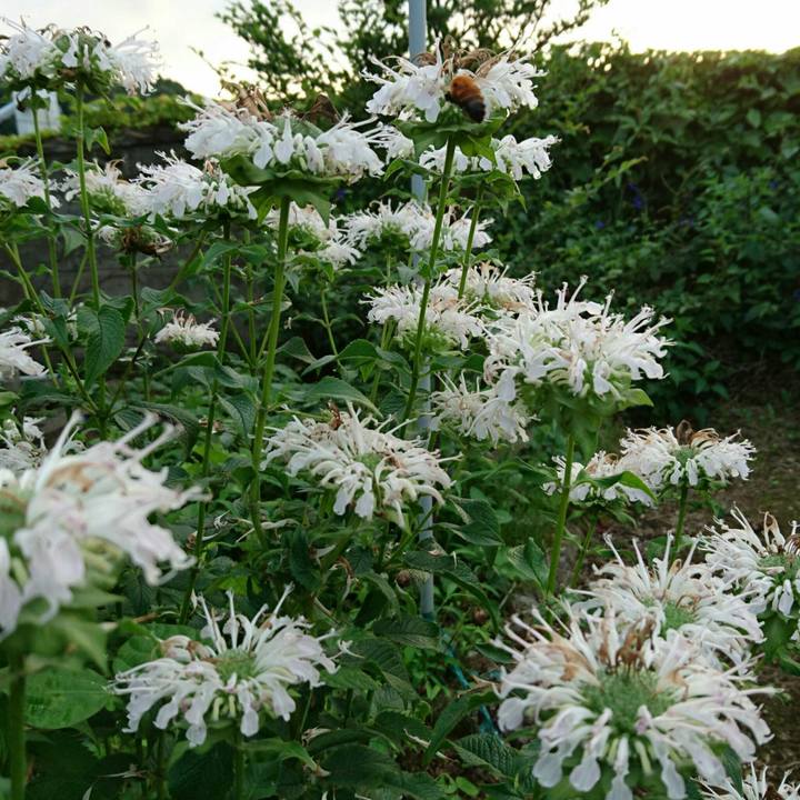 5495a341 515f 4947 88e5 f39bf804742e