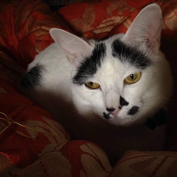 549f6072 c273 4e11 a1b1 190e50d1a96d