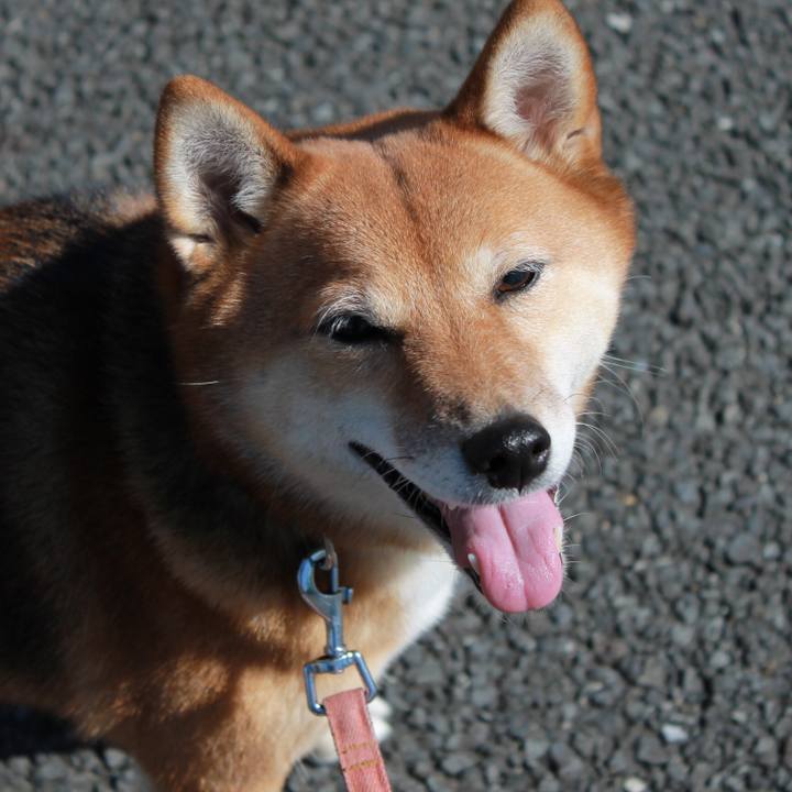 54a2a420 b86a 4b65 a505 f5f26c14e2ad