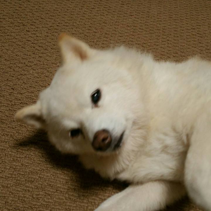 54a8772d c41f 4386 848d 6e6d3da74b56