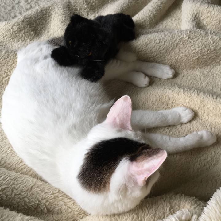 54b438e9 2b4c 4ff9 86da e3ab8bf750fc