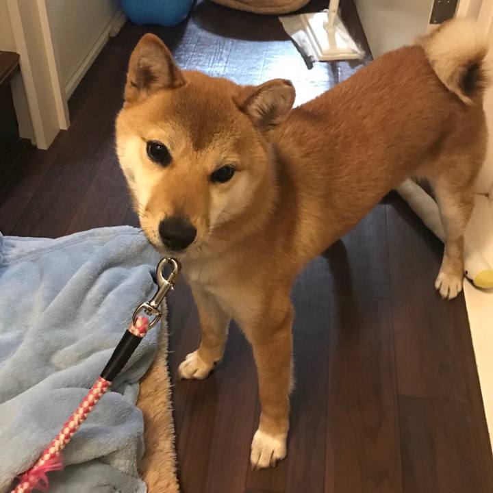 54b5c511 2924 4189 a525 83ab49eb6850