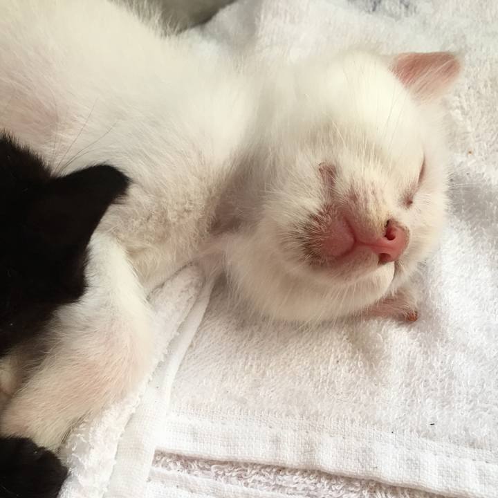 54ba3266 526c 4f5c 889e 572468b800bb