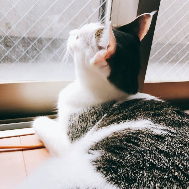 54c601a4 ad61 4e7a b7cc dec0115ea24d