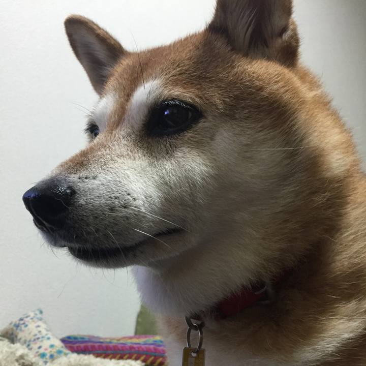 54ce0f3a 1d04 49c6 ace6 96ccdd18b42f