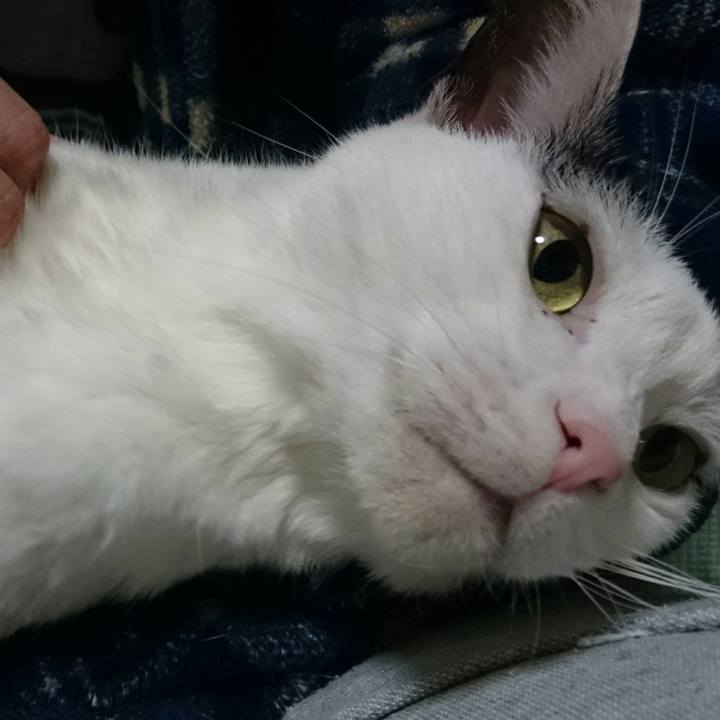 54df638e 8579 409c a312 4103fd39d086