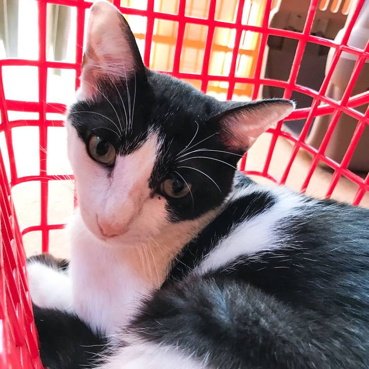 54eab701 ea01 43eb 84aa 53a38b835dbc