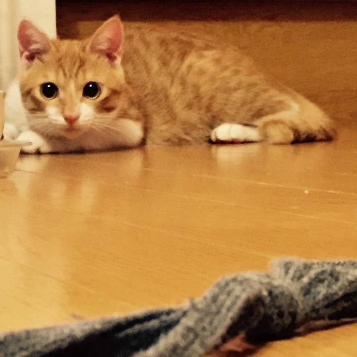 54f0cb4c 4ee6 4cab 99d5 218917cd263d